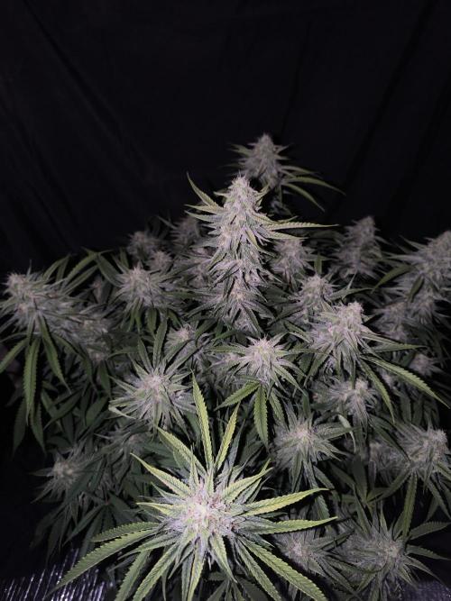 Black Opium Auto LED. Week 11