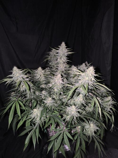 Black Opium Auto LED. Week 11