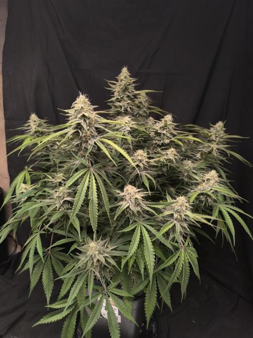 Black Opium Auto LED. Week 11