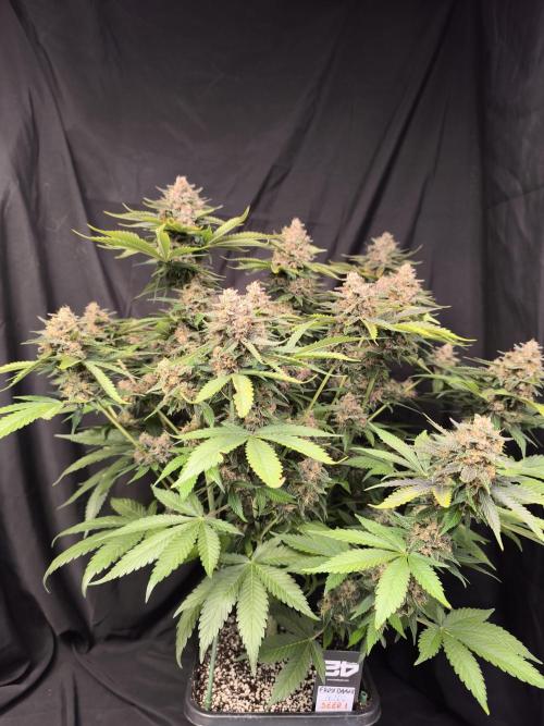 Frostbanger Auto LED. Week 10