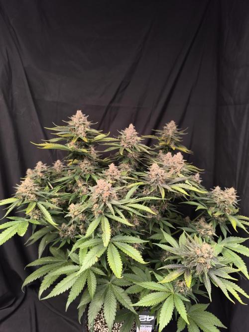 Frostbanger Auto LED. Week 10