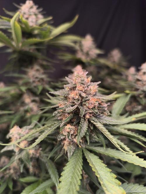 Frostbanger Auto LED. Week 10