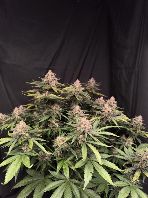 Frostbanger Auto LED. Week 10