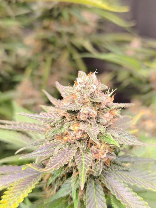 Frostbanger Auto LED. Week 10