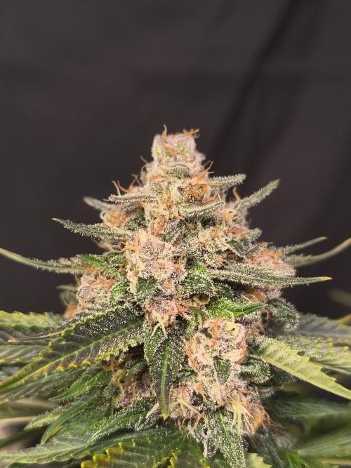 Frostbanger Auto LED. Week 10