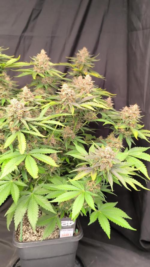 Frostbanger Auto LED