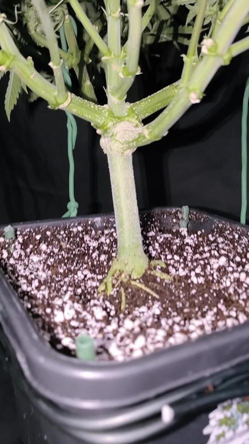 Black Opium Auto LED