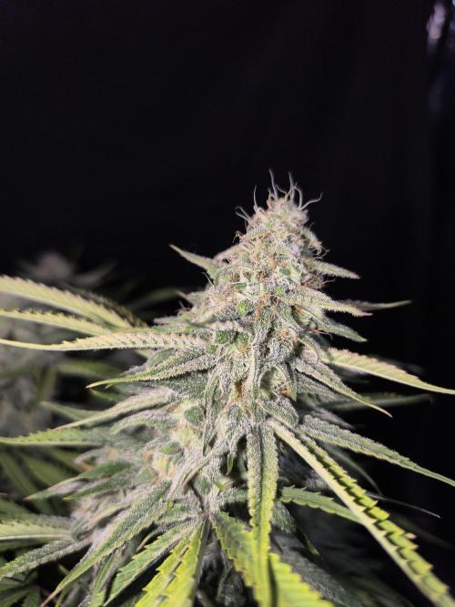 Black Opium Auto LED. Week 12