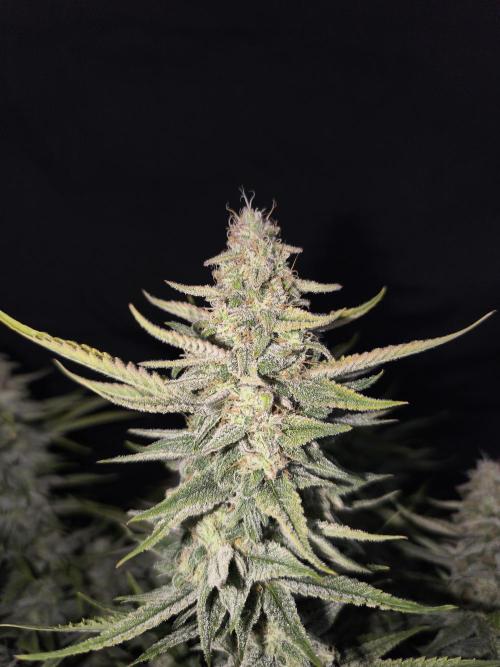 Black Opium Auto LED. Week 12