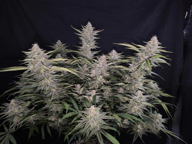 Black Opium Auto LED. Week 12