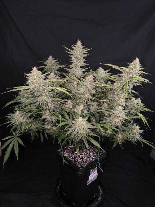 Black Opium Auto LED. Week 12