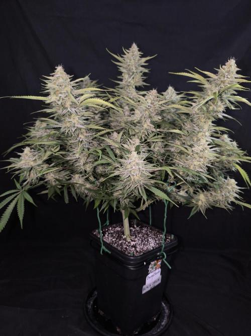 Black Opium Auto LED. Week 12