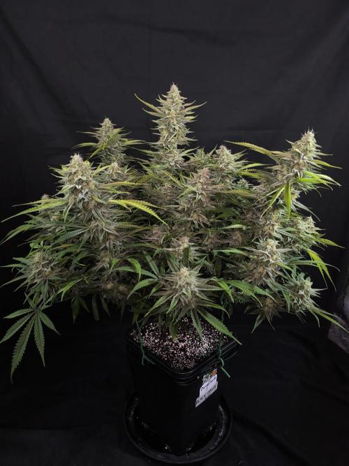 Black Opium Auto LED. Week 12