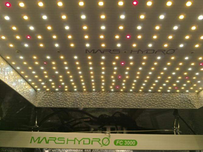 Frostbanger Auto LED. Week 0