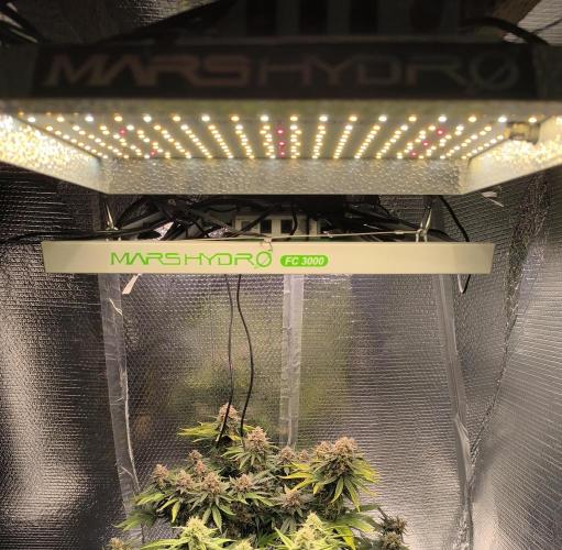 Frostbanger Auto LED. Week 0