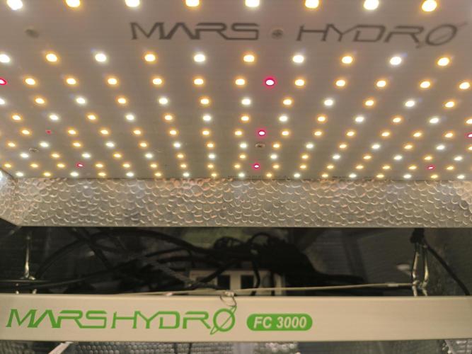 Frostbanger Auto LED. Week 0