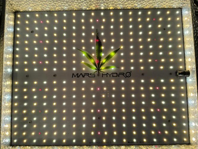 Frostbanger Auto LED. Week 0