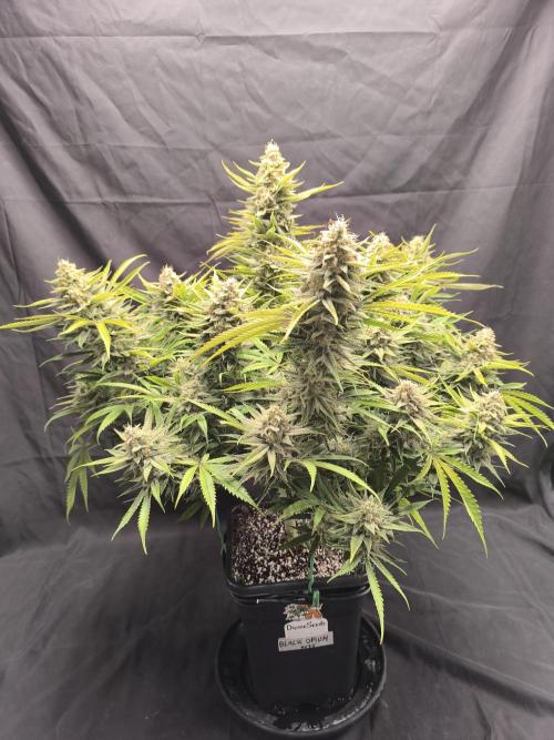 Black Opium Auto LED. Week 13