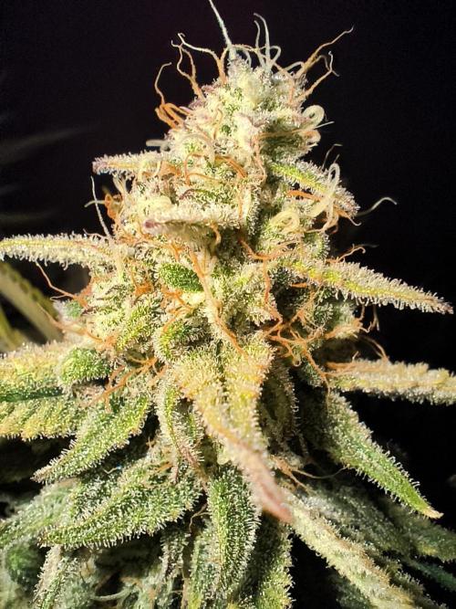 Black Opium Auto LED. Week 13