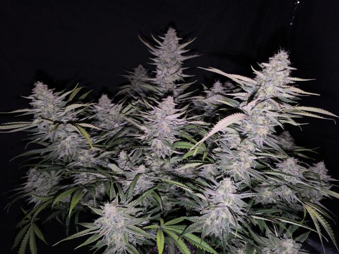 Black Opium Auto LED. Week 13