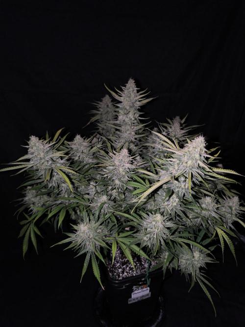 Black Opium Auto LED. Week 13