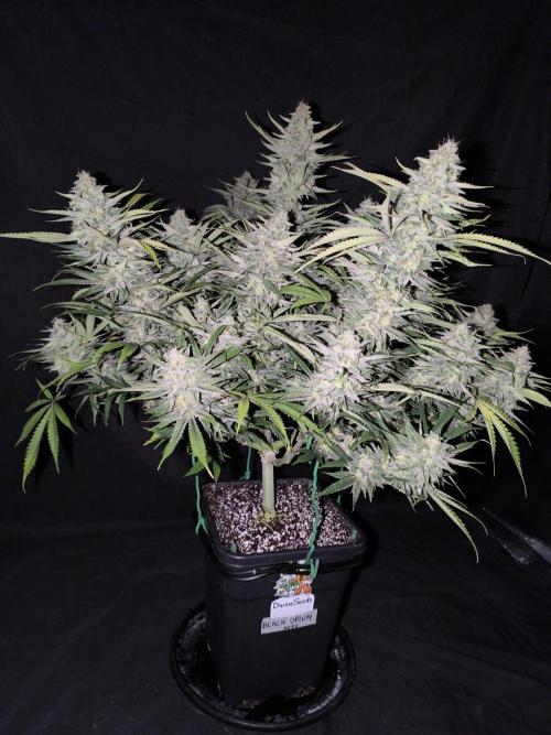 Black Opium Auto LED. Week 13