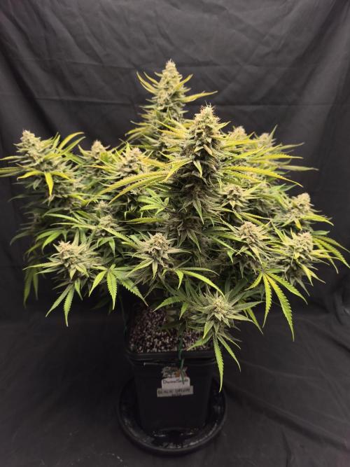 Black Opium Auto LED. Week 13