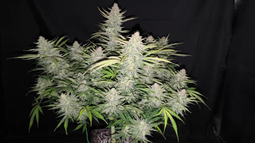 Black Opium Auto LED