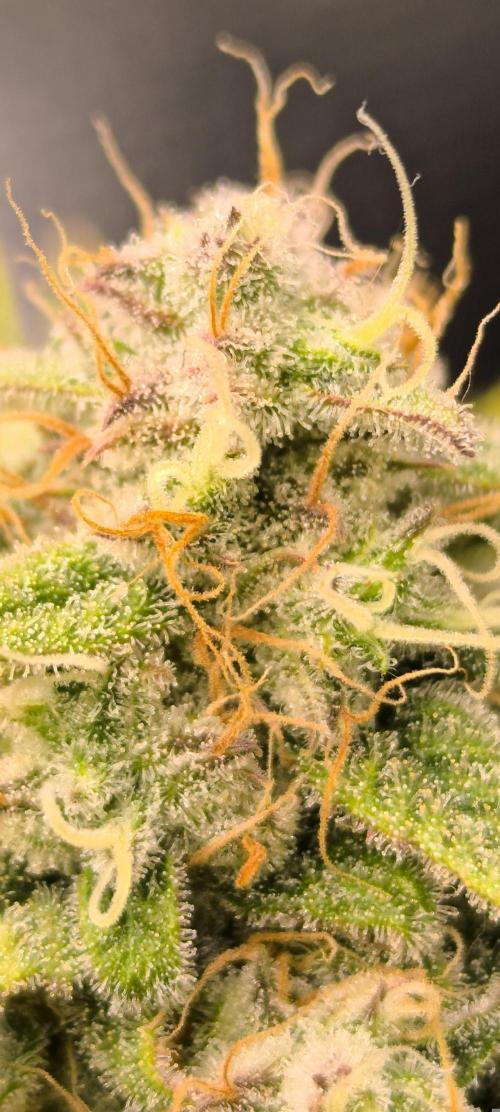 Black Opium Auto LED. Week 13