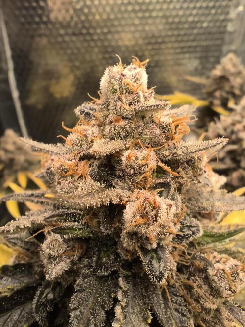 Frostbanger Auto LED. Week 11