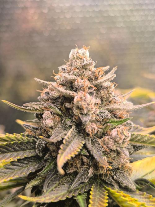 Frostbanger Auto LED. Week 11