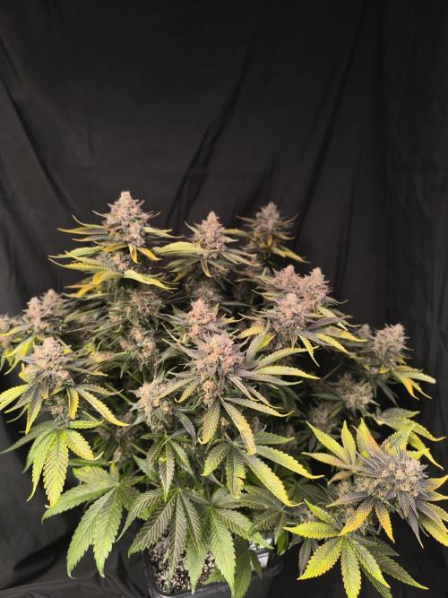 Frostbanger Auto LED. Week 11