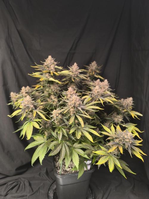 Frostbanger Auto LED. Week 11