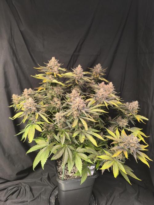 Frostbanger Auto LED. Week 11