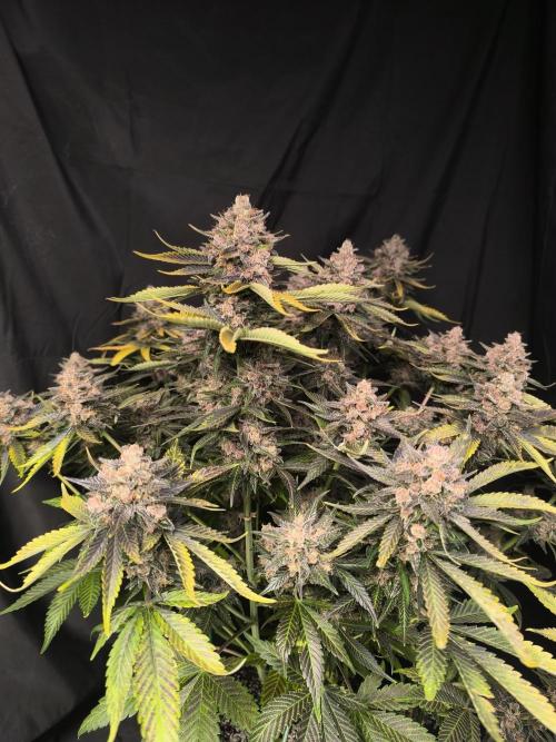 Frostbanger Auto LED. Week 11