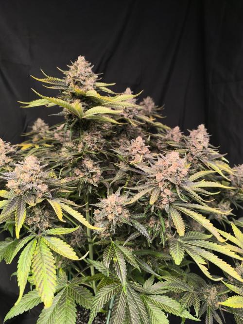 Frostbanger Auto LED. Week 11