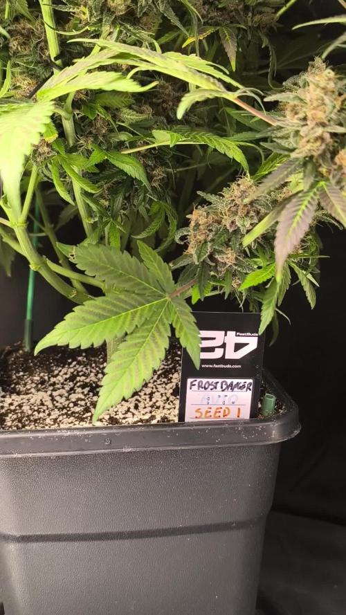 Frostbanger Auto LED