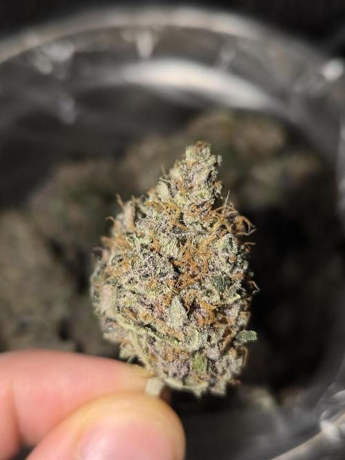 Frostbanger Auto LED. Week 11