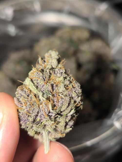 Frostbanger Auto LED. Week 11