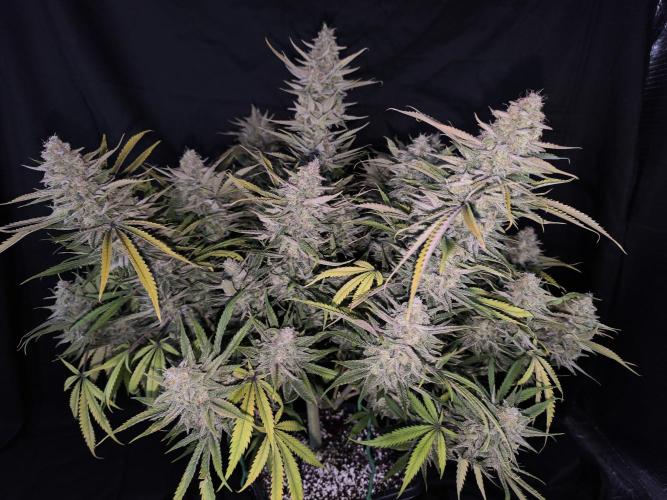 Black Opium Auto LED. Week 14