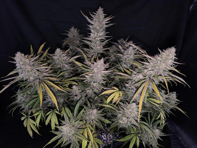 Black Opium Auto LED. Week 14