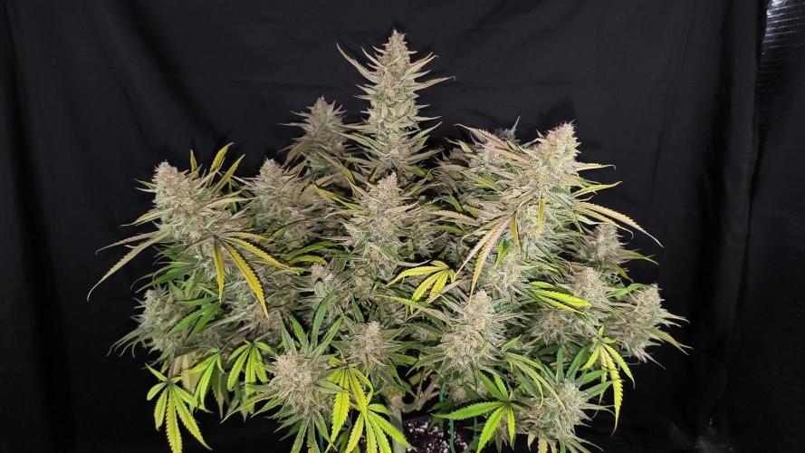 Black Opium Auto LED