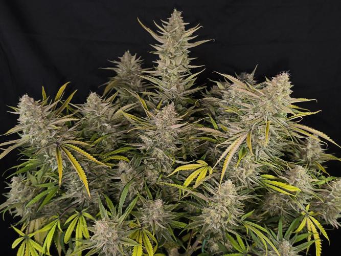 Black Opium Auto LED. Week 14