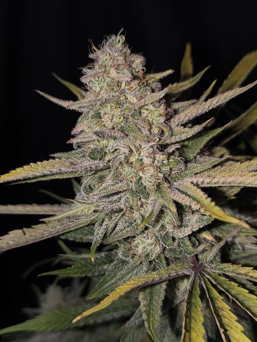 Black Opium Auto LED. Week 14