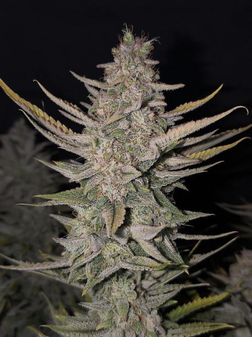 Black Opium Auto LED. Week 14