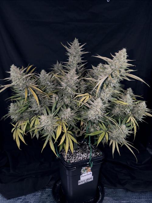 Black Opium Auto LED. Week 14