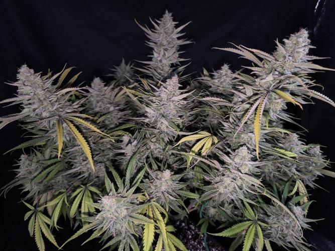 Black Opium Auto LED. Week 14