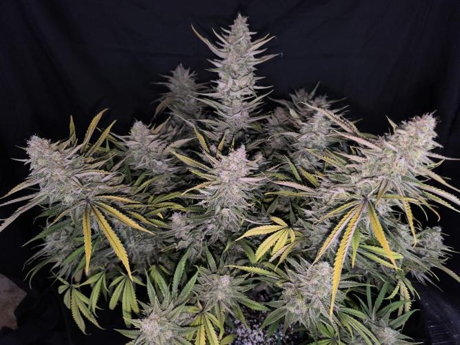 Black Opium Auto LED. Week 14