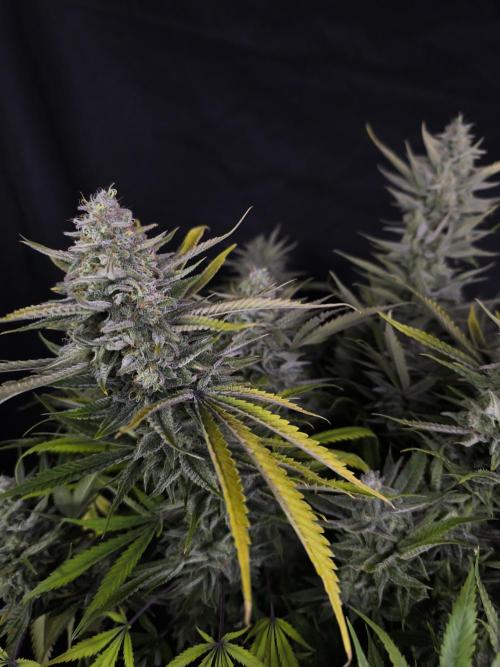 Black Opium Auto LED. Week 14