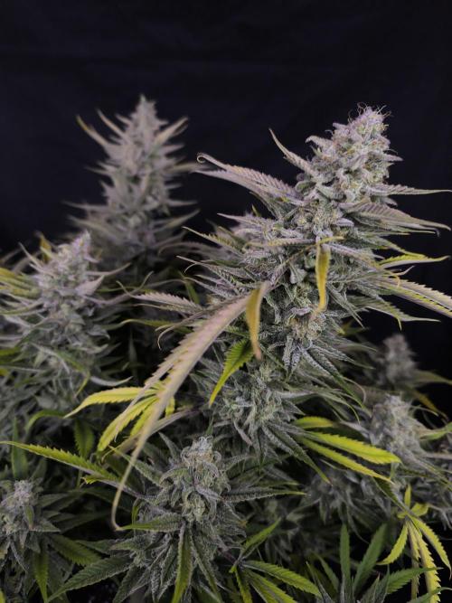 Black Opium Auto LED. Week 14